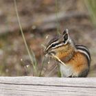 Zwerg-Chipmunks (Tamias minimus)...