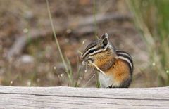 Zwerg-Chipmunks (Tamias minimus)...