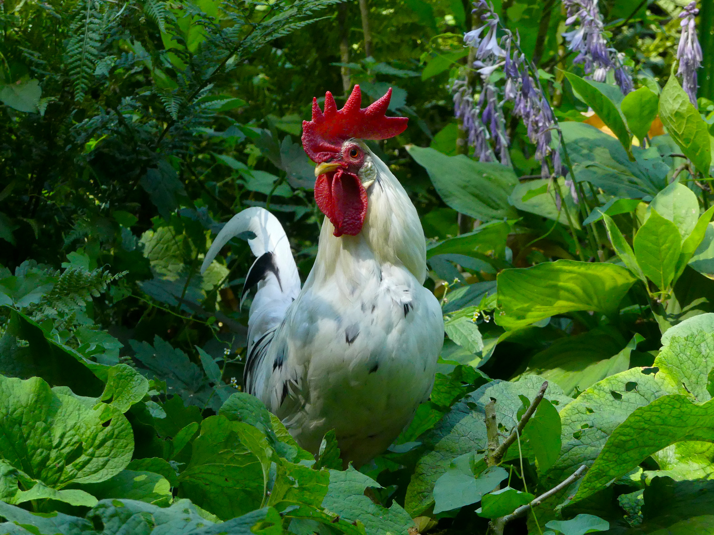 Zwerg-Exchequer Leghorn Hahn - mit Pied Scheckung, zwischen Hosta ventricosa 