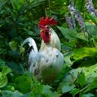 Zwerg-Exchequer Leghorn Hahn - mit Pied Scheckung, zwischen Hosta ventricosa 