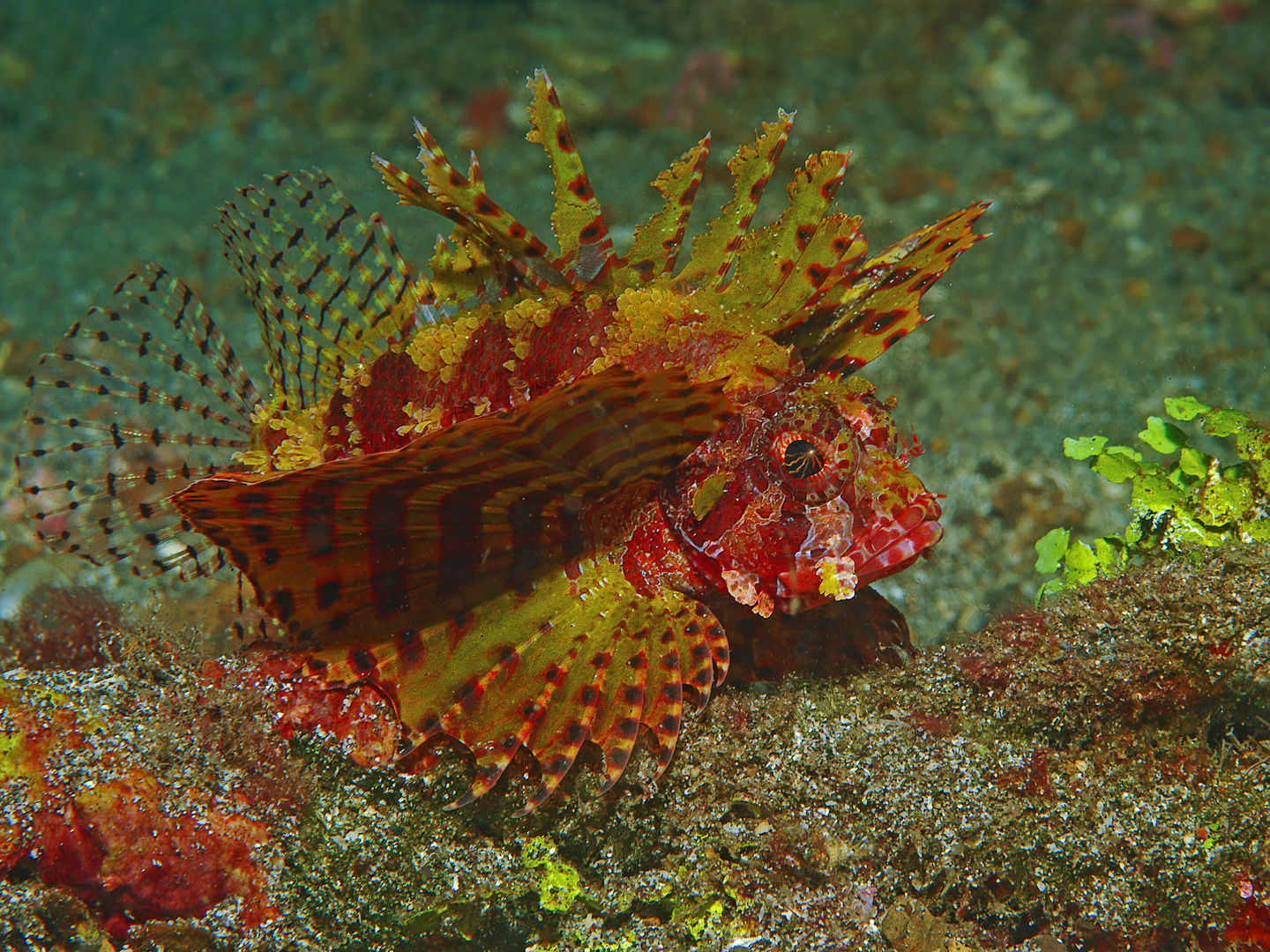 Zwerg-Feuerfisch