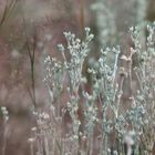 Zwerg-Filzkraut (Filago minima) - ein unscheinbares Mittwochsblümchen
