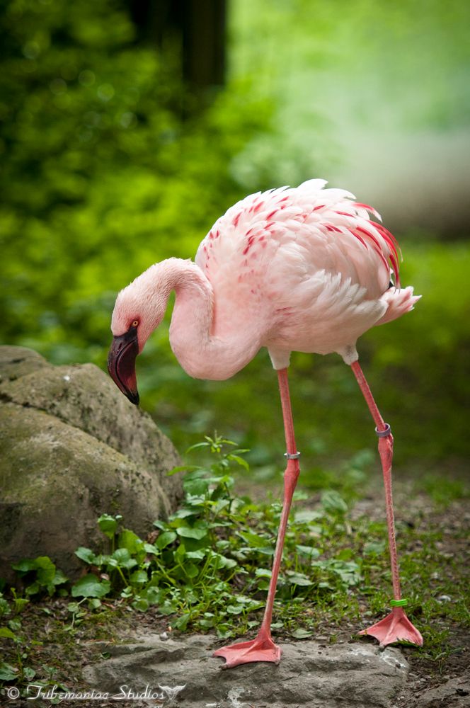 Zwerg Flamingo
