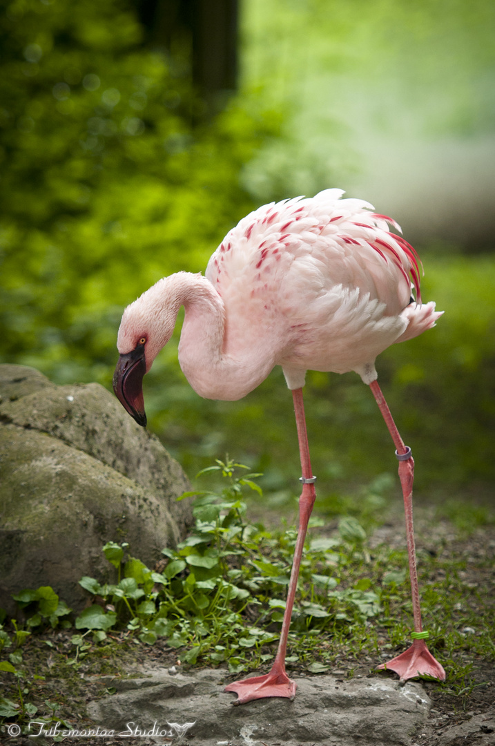 Zwerg Flamingo