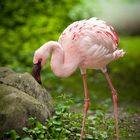 Zwerg Flamingo