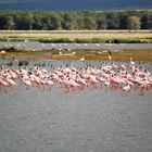 Zwerg Flamingos