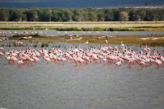 Zwerg Flamingos