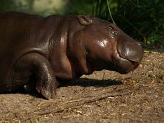 Zwerg Flusspferd nur 180 - 260 kg schwer, begibt sich in Schlafpostion