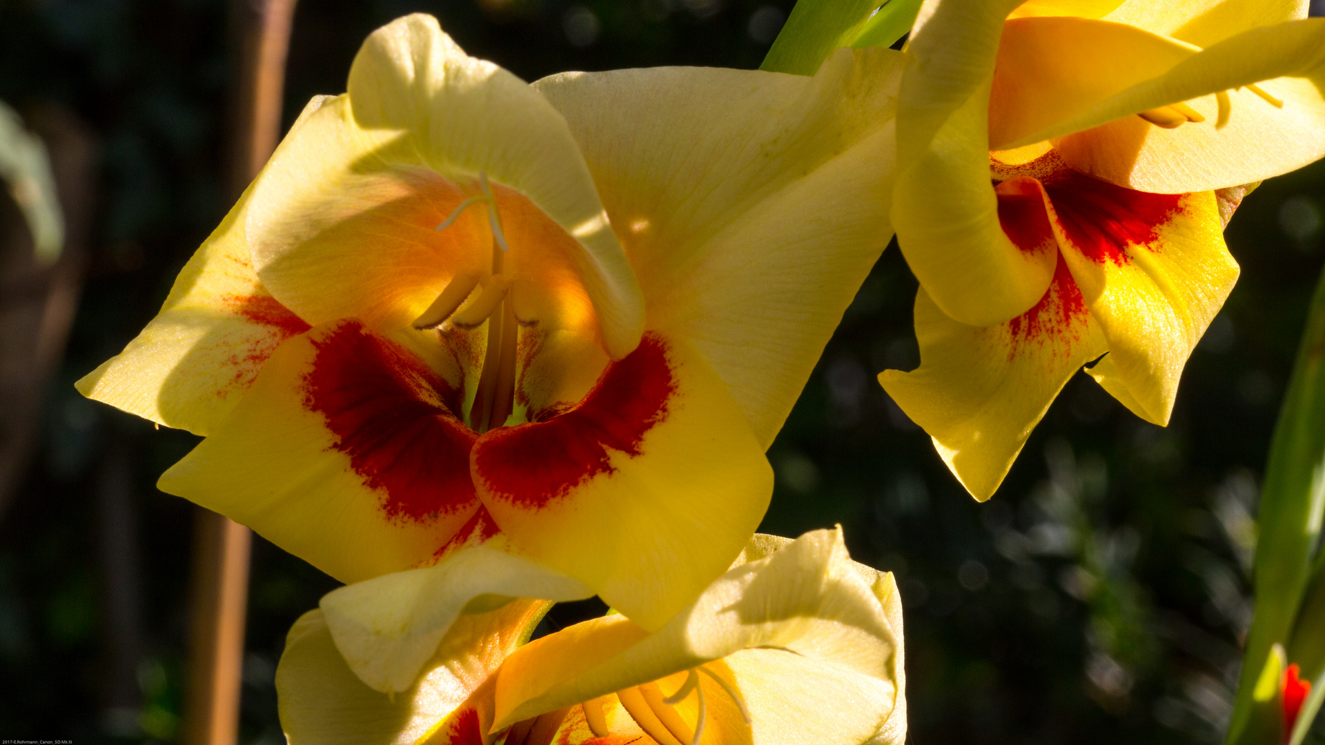 Zwerg-Gladiole