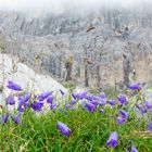 Zwerg-Glockenblumen am Tribulaun