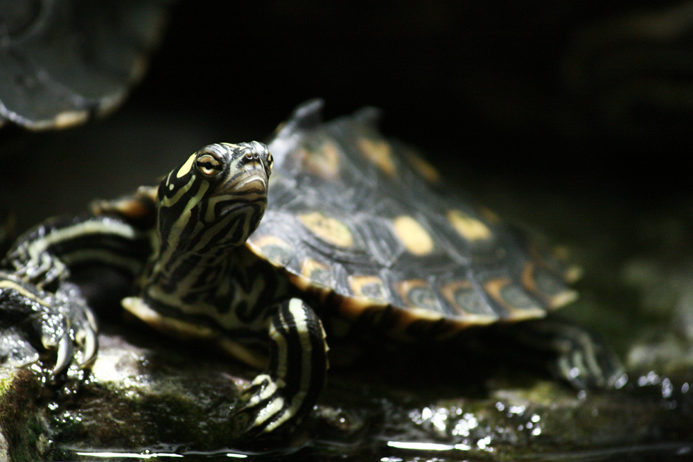 Zwerg-Höckerschildkröte