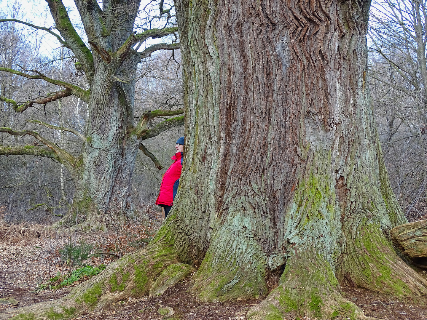 Zwerg im Wald