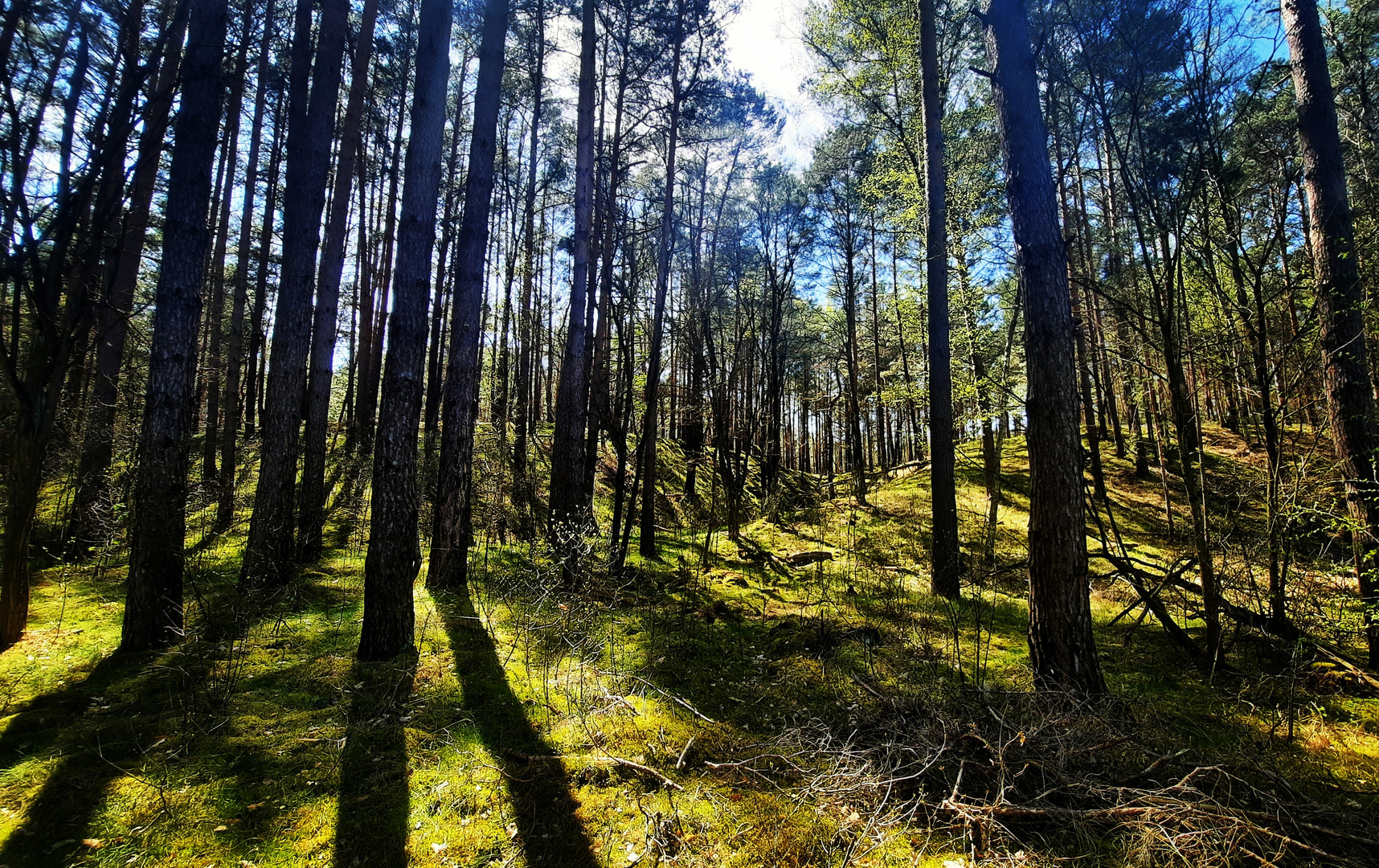 Zwerg im Zauberwald