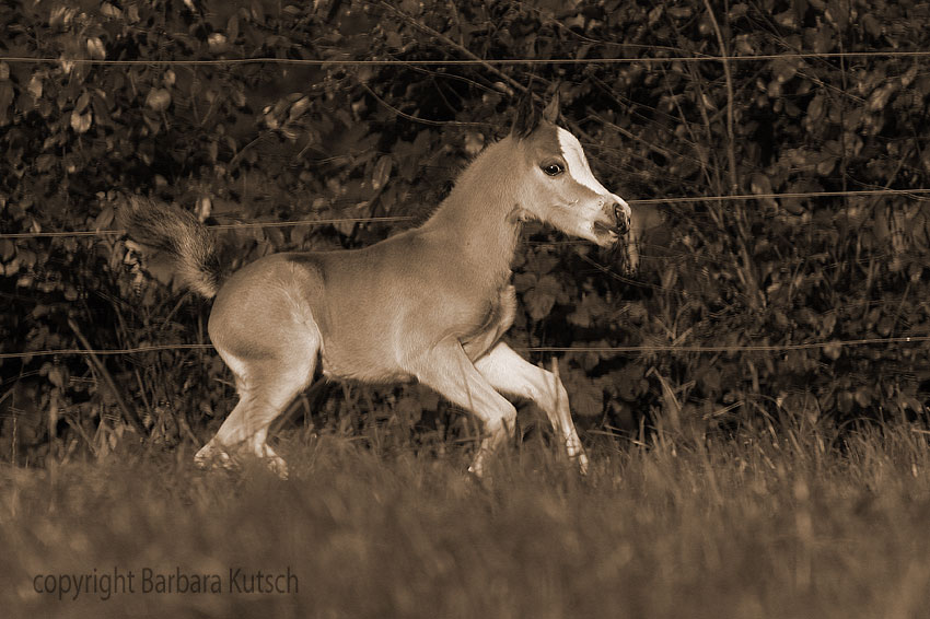 Zwerg in Sepia.....