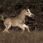 Zwerg in Sepia.....