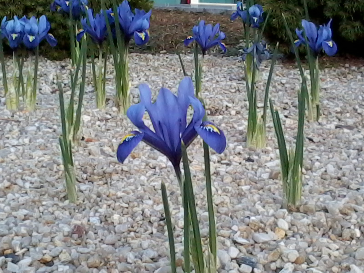 Zwerg Iris