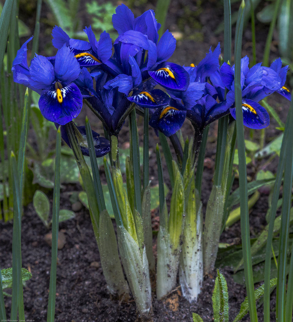 ZwergIris Foto & Bild pflanzen, pilze & flechten, blüten