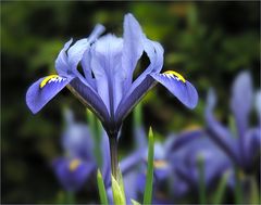 Zwerg Iris