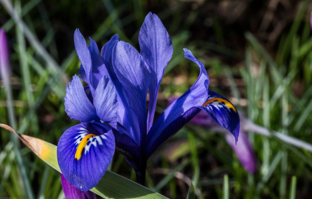 ZwergIris im Garten Foto & Bild licht, frühling, natur Bilder auf