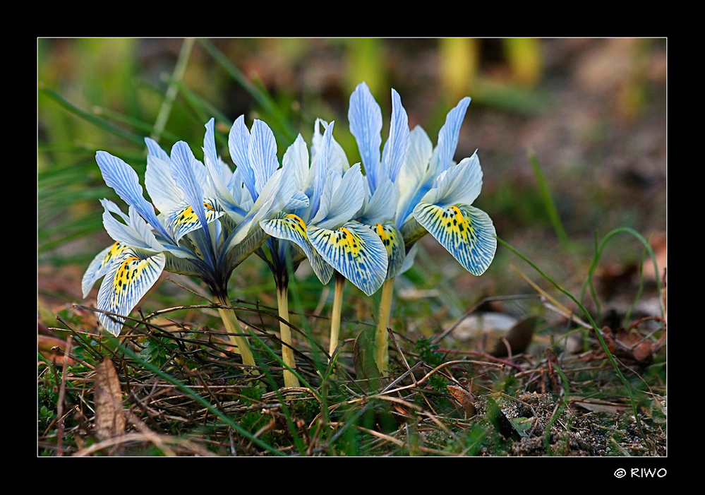 Zwerg-Iris- (Iris reticulata M.B.)