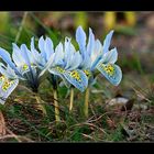 Zwerg-Iris- (Iris reticulata M.B.)