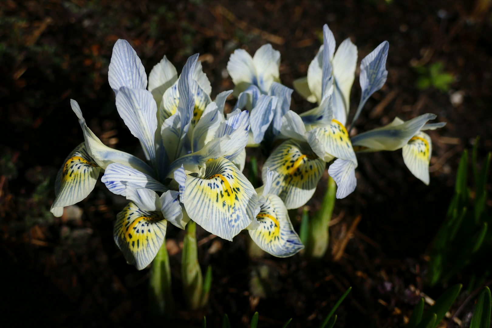 60+ Zwerg Iris Pflanzen, Mit ihren bunten farben bilden die pflanzen