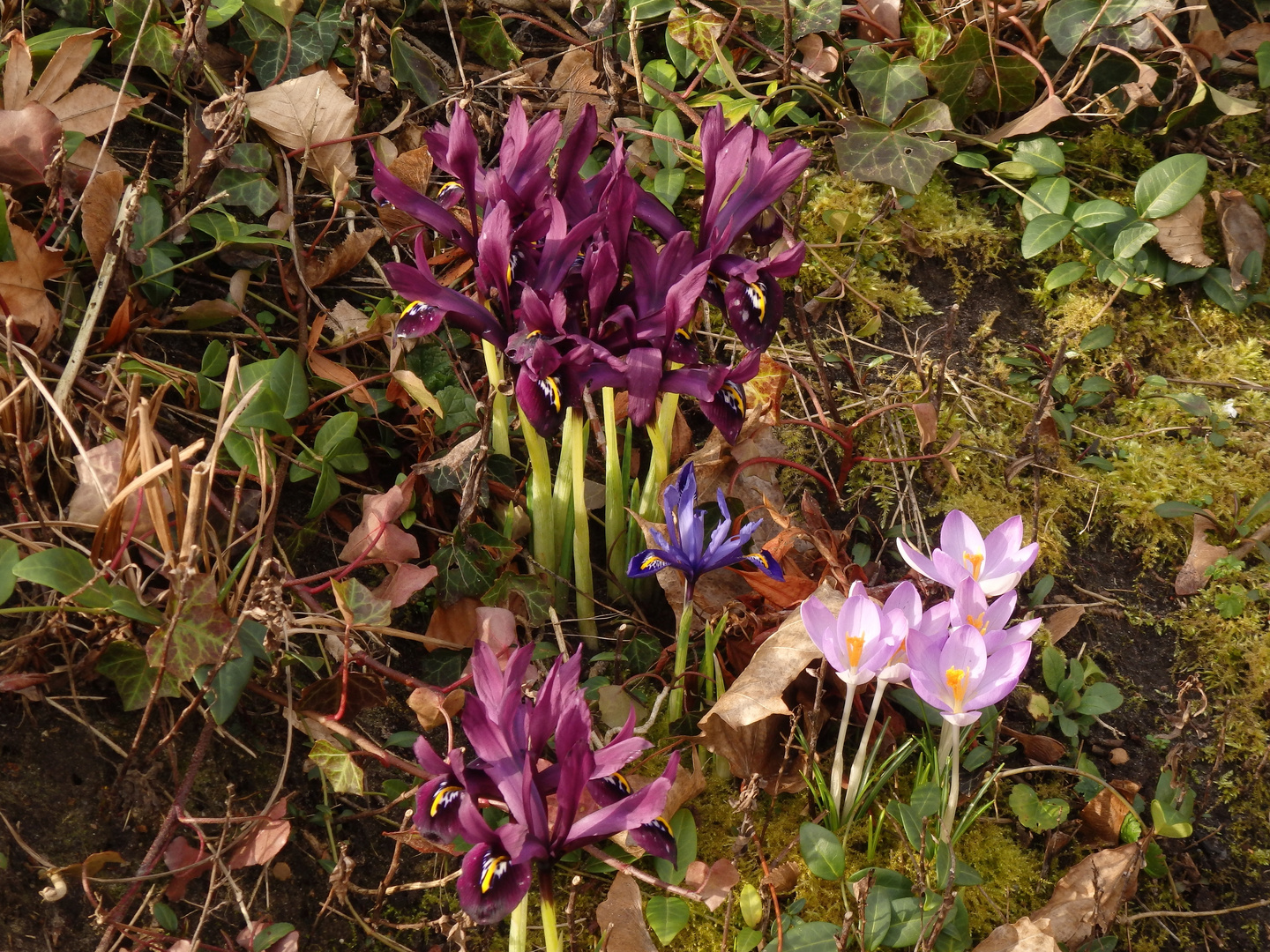 Zwerg-Iris und Krokus im Garten - Anfang Februar 2020