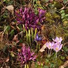 Zwerg-Iris und Krokus im Garten - Anfang Februar 2020