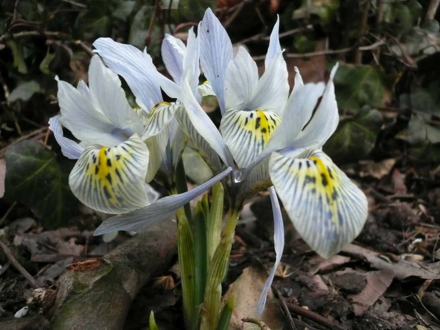 Zwerg Iris! Wenn wir schon da sind, ist auch der Frühling gannnz nahe...