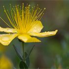 Zwerg Johanniskraut (Hypericum olympicum)