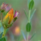 Zwerg Johanniskraut (Hypericum olympicum)...