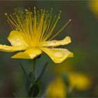 Zwerg Johanniskraut (Hypericum olympicum)