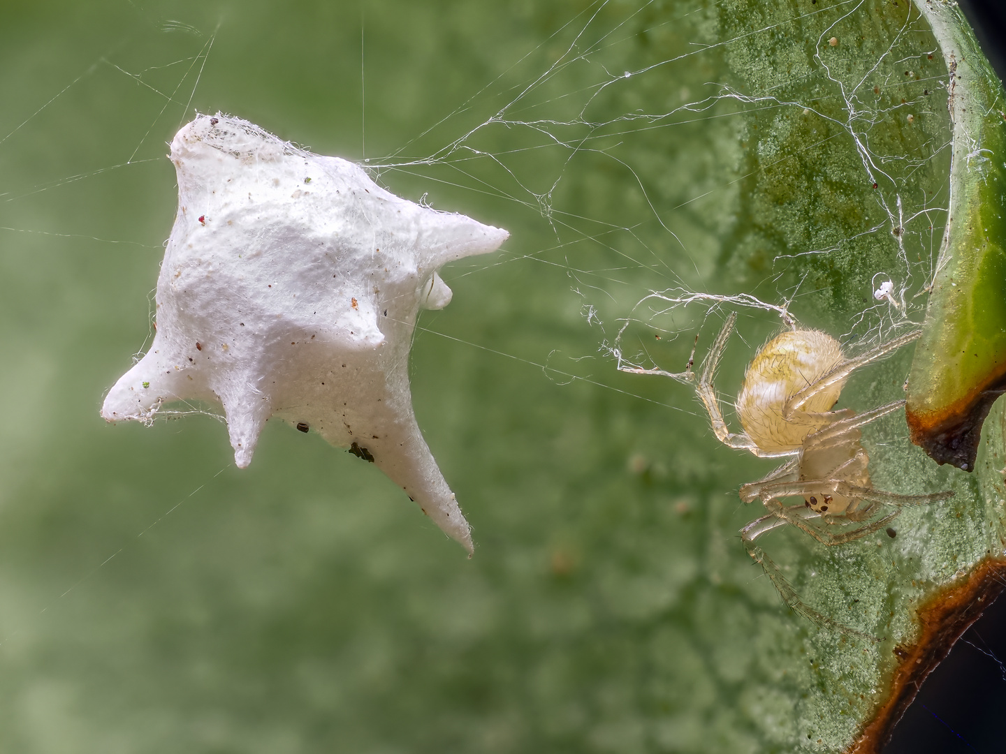 Zwerg-Kugelspinne (Paidiscura pallens) 