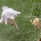 Zwerg-Kugelspinne (Paidiscura pallens) 