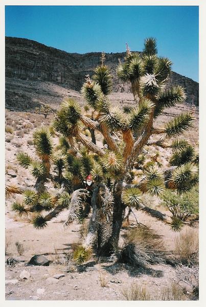 Zwerg mit Joshua tree