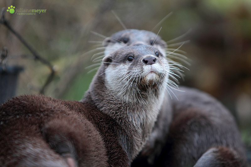 Zwerg Otter