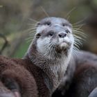 Zwerg Otter