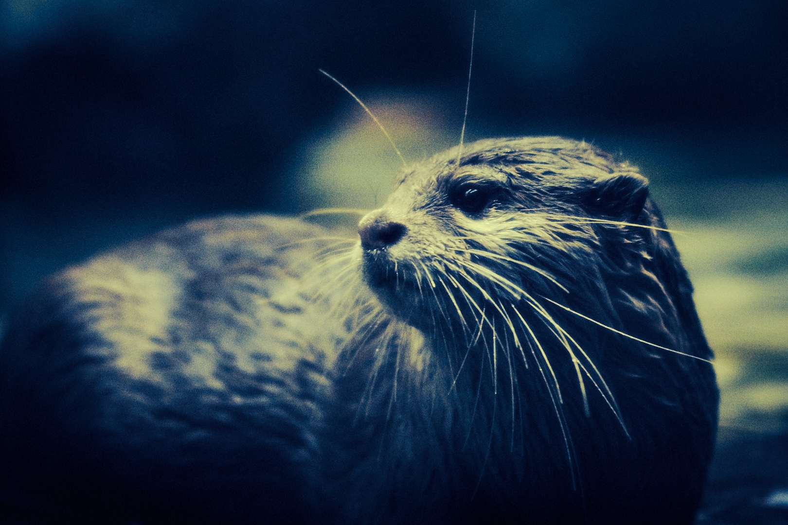 Zwerg-Otter Portrait