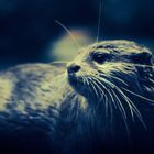 Zwerg-Otter Portrait