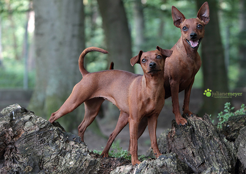 Zwerg Pinscher