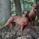 Zwerg Pinscher