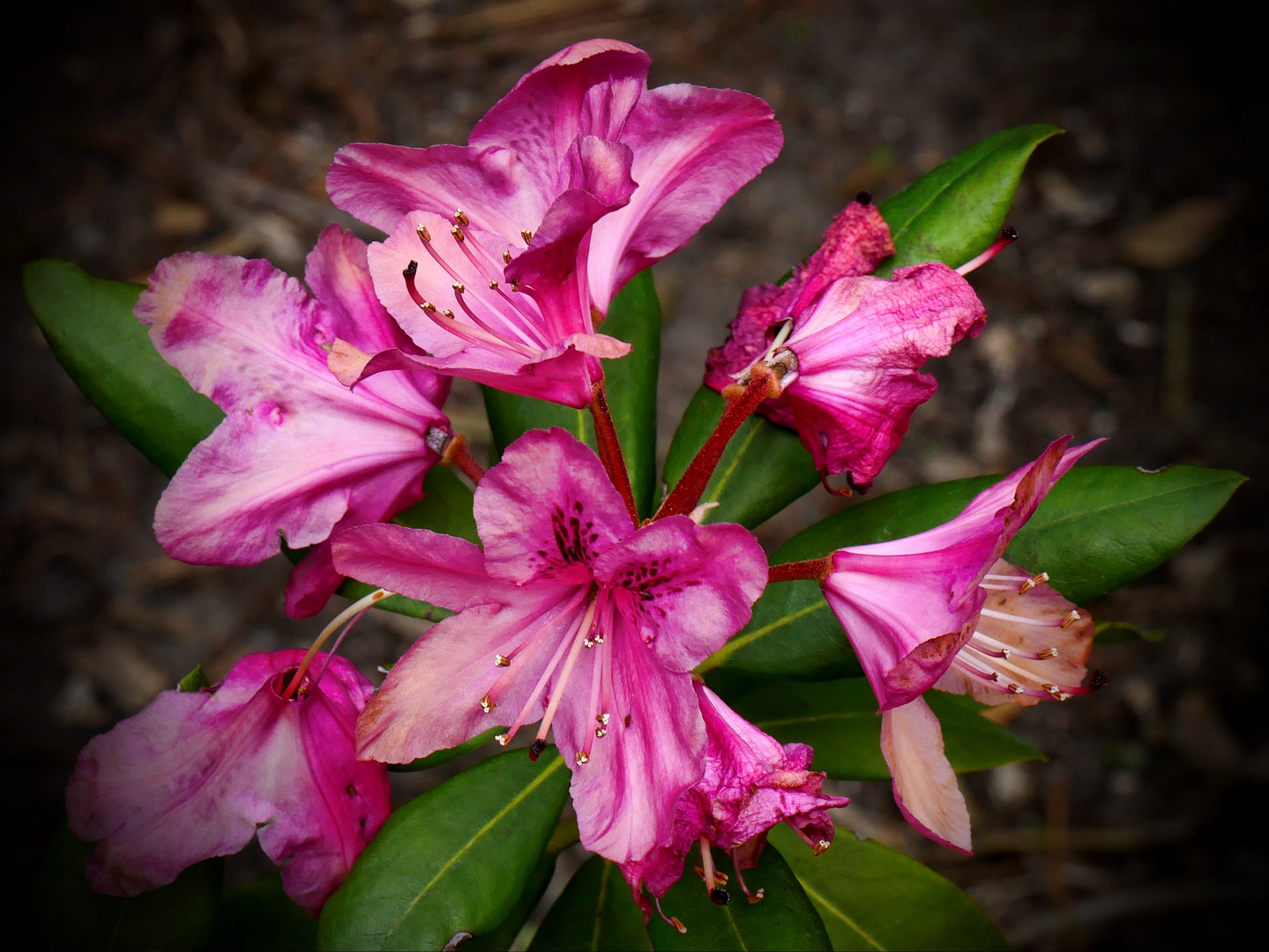 Zwerg-Rhododendron 