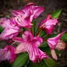 Zwerg-Rhododendron 