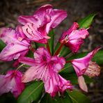 Zwerg-Rhododendron 