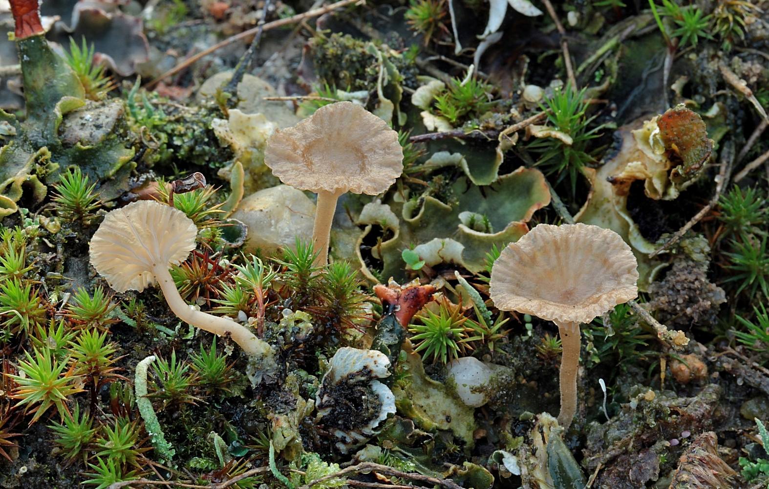 Zwerg-Schildflechte mit Schildflechtennabeling