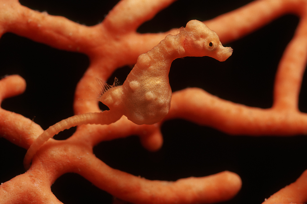 Zwerg-Seepferd (Hippocampus denise)