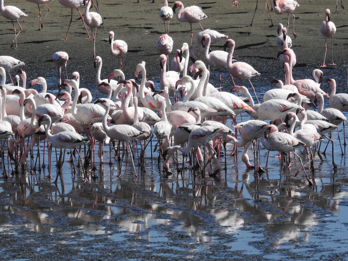 Zwerg- und Rosaflamingos in der Walvis-Bay