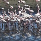 Zwerg- und Rosaflamingos in der Walvis-Bay