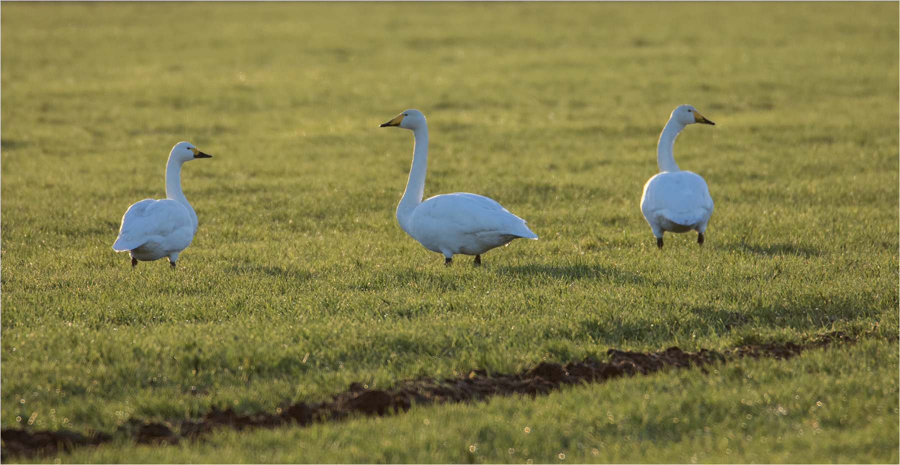 Zwerg- und Singschwan