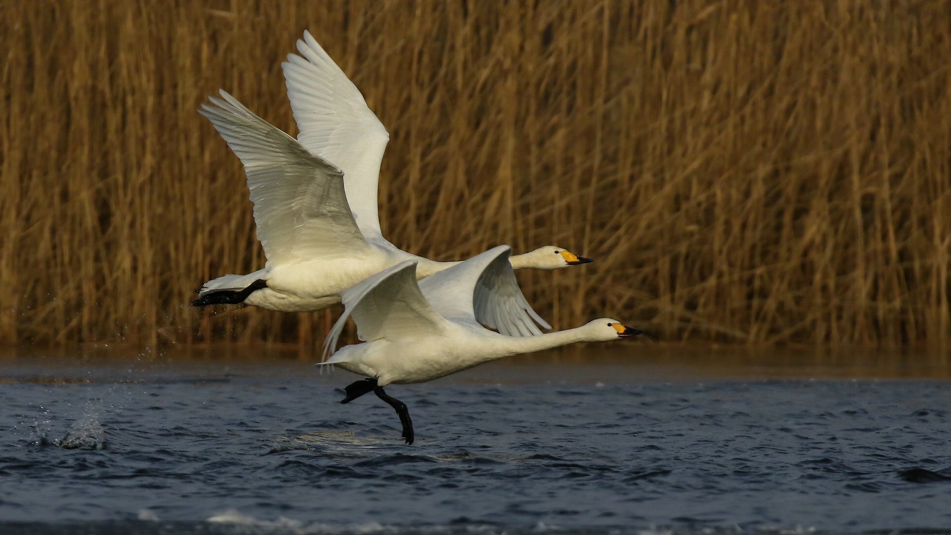 Zwerg - und Singschwan 